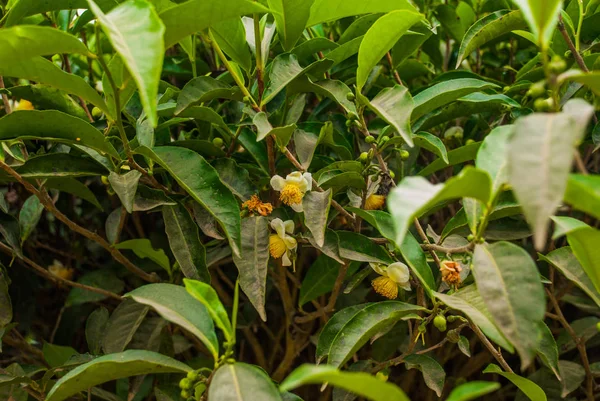 Plantations de thé vert. Sabah, île de Bornéo, Malaisie — Photo