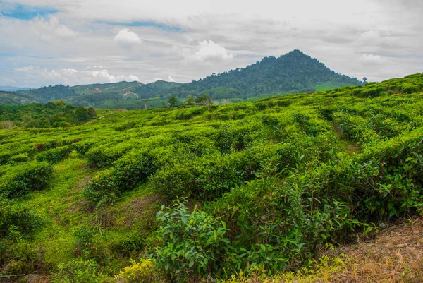 Plantations de thé vert. Sabah, île de Bornéo, Malaisie — Photo