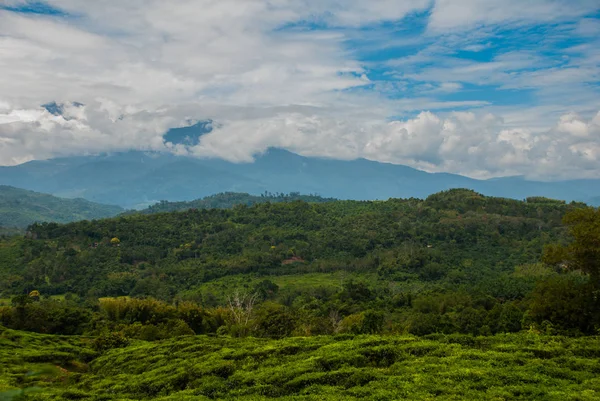 Plantacje herbaty zielonej. Sabah, Borneo island, Malezja — Zdjęcie stockowe