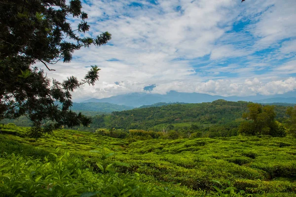 Piante da tè verde. Sabah, isola del Borneo, Malesia — Foto Stock