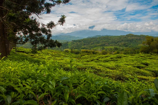 Plantações de Chá Verde. Sabah, ilha de Bornéu, Malásia — Fotografia de Stock