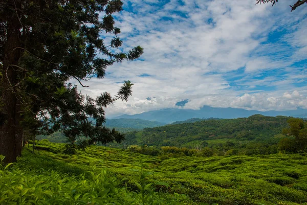 Groene theeplantages. Sabah, Borneo island, Maleisië — Stockfoto