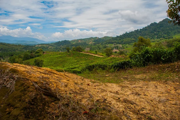 Plantaciones de té verde. Sabah, isla de Borneo, Malasia — Foto de Stock