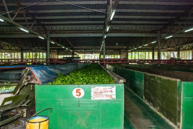 Nerede çay yaprakları içinde kurutma bir fabrika içinde görüntüleyin. Sabah, Borneo, Malezya