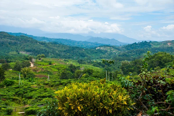 Zelené čajové plantáže. Sabah, ostrov Borneo, Malajsie — Stock fotografie