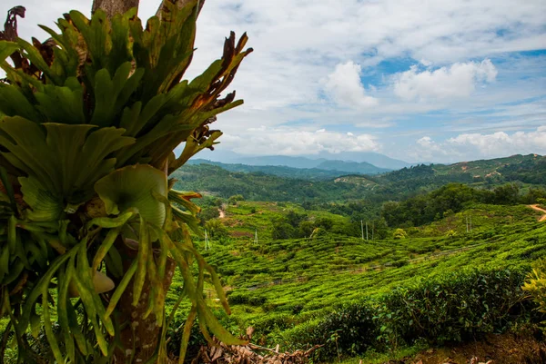Zelené čajové plantáže. Sabah, ostrov Borneo, Malajsie — Stock fotografie