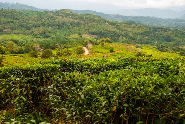 Plantações de Chá Verde. Sabah, ilha de Bornéu, Malásia — Fotografia de Stock