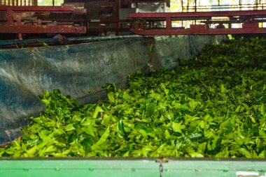 Nerede çay yaprakları içinde kurutma bir fabrika içinde görüntüleyin. Sabah, Borneo, Malezya