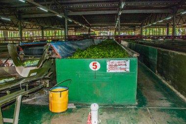 Nerede çay yaprakları içinde kurutma bir fabrika içinde görüntüleyin. Sabah, Borneo, Malezya