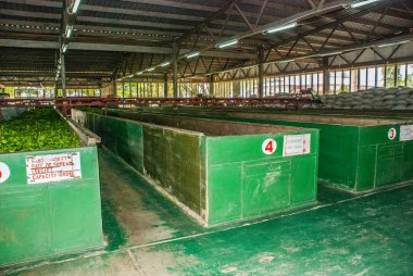 Nerede çay yaprakları içinde kurutma bir fabrika içinde görüntüleyin. Sabah, Borneo, Malezya