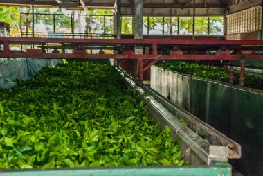 Nerede çay yaprakları içinde kurutma bir fabrika içinde görüntüleyin. Sabah, Borneo, Malezya