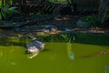 Timsahlar timsah çiftliğinde. Sarawak. Borneo. Malezya