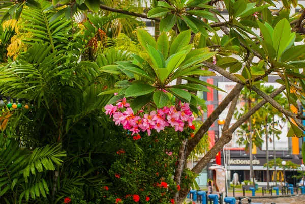 Liggande vy av centrala strandpromenaden. En vacker buske med rosa blommor. Sandakan city, Borneo, Sabah, Malaysia — Stockfoto