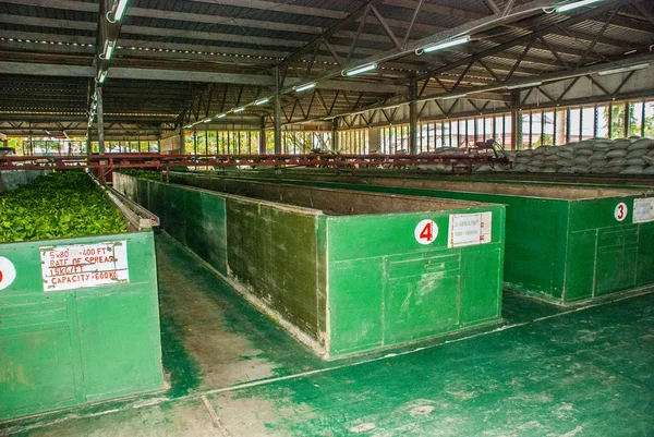 Nerede çay yaprakları içinde kurutma bir fabrika içinde görüntüleyin. Sabah, Borneo, Malezya