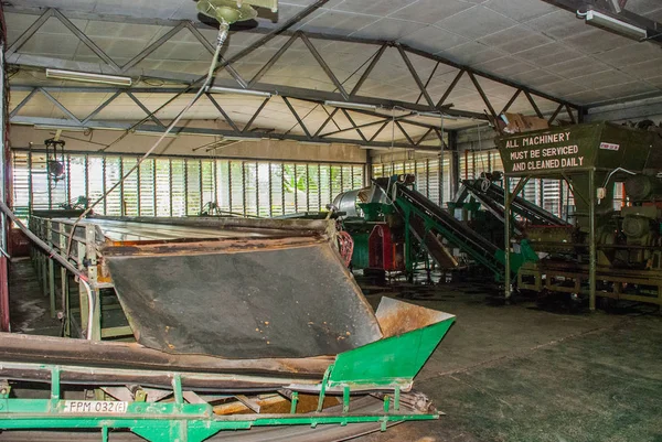 Nerede çay yaprakları içinde kurutma bir fabrika içinde görüntüleyin. Sabah, Borneo, Malezya