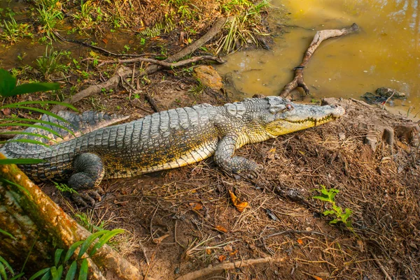 Crocodilos na Quinta dos Crocodilos. Sarawak. Bornéu. Malásia — Fotografia de Stock