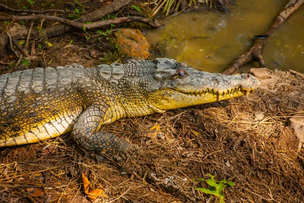 Crocodiles at Crocodile Farm. Sarawak. Borneo. Malaysia — Stock Photo, Image