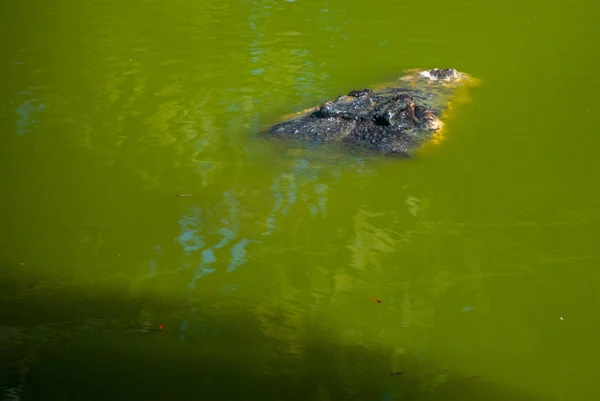 Krokodile auf der Krokodilfarm. Sarawak. Borneo. Malaien — Stockfoto