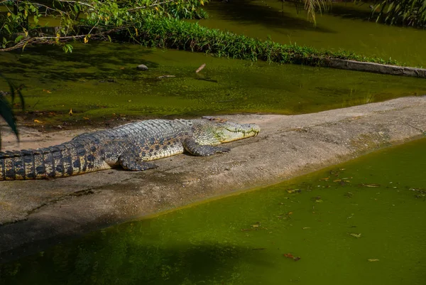 Crocodiles at Crocodile Farm. Sarawak. Borneo. Malaysia — Stock Photo, Image