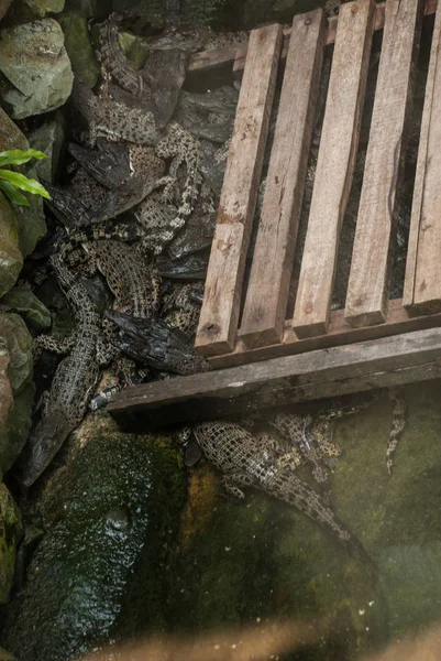 Krokodile auf der Krokodilfarm. Sarawak. Borneo. Malaien — Stockfoto