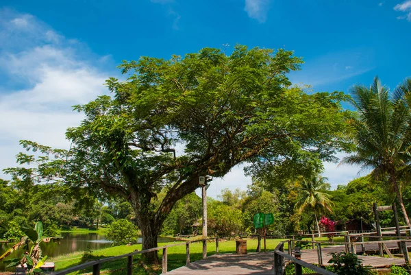 Enormes árboles y un camino de madera. Kuching a Sarawak Culture village. Malasia — Foto de Stock