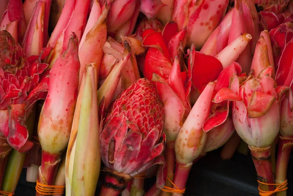 Flor de loto abriendo flor de loto flor de loto abriendo sus pétalos — Foto de Stock