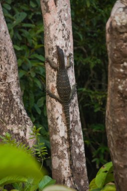 Vahşi içinde Malezya varan büyük kertenkele. Güneydoğu Asya 'nın vahşi Flora ve fauna. Borneo