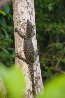 Vahşi içinde Malezya varan büyük kertenkele. Güneydoğu Asya 'nın vahşi Flora ve fauna. Borneo