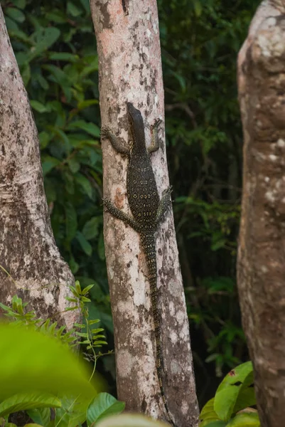Vahşi içinde Malezya varan büyük kertenkele. Güneydoğu Asya 'nın vahşi Flora ve fauna. Borneo