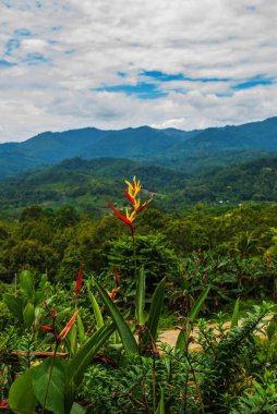 Borneo adasında manzara. Çiçekler ve ufukta dağların görünümü. Sabah, Malezya.