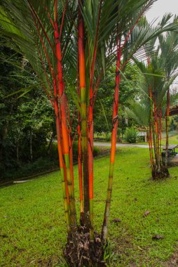 Bahçede kırmızı ve yeşil taze şeker kamışı. Borneo, Malezya