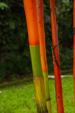 Bahçede kırmızı ve yeşil taze şeker kamışı. Borneo, Malezya
