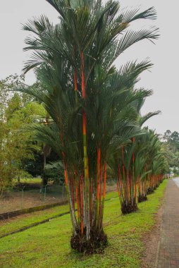 Bahçede kırmızı ve yeşil taze şeker kamışı. Borneo, Malezya