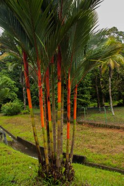 Bahçede kırmızı ve yeşil taze şeker kamışı. Borneo, Malezya