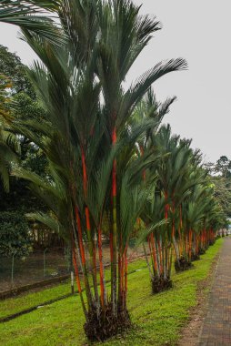 Bahçede kırmızı ve yeşil taze şeker kamışı. Borneo, Malezya