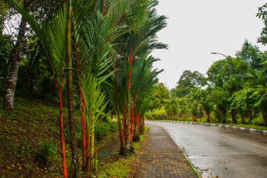 Bahçede kırmızı ve yeşil taze şeker kamışı. Borneo, Malezya