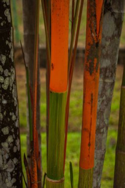 Bahçede kırmızı ve yeşil taze şeker kamışı. Borneo, Malezya