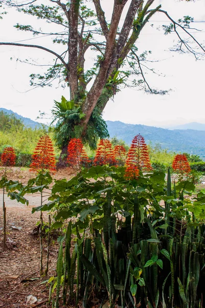 Fleur rouge naturelle. Sabah, Bornéo, Malaisie — Photo