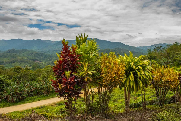 Borneo adasında manzara. Sabah, Malezya.