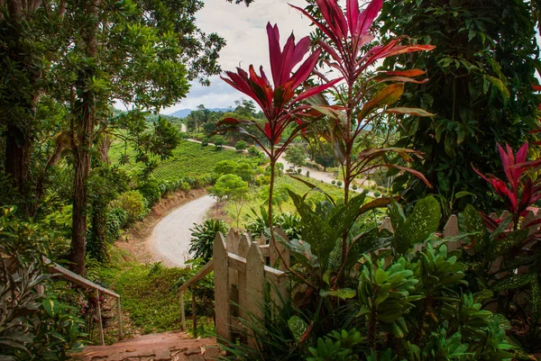 Дороги і чагарники в літній час. Пейзаж на острові Борнео. Сабах, Малайзія. — стокове фото