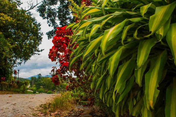 Ο δρόμος και οι θάμνοι το καλοκαίρι. Το τοπίο στο νησί του Βόρνεο. Σάμπα, Μαλαισία. — Φωτογραφία Αρχείου