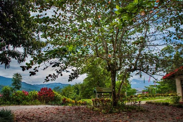 Wielkie drzewo i góry w oddali. Krajobraz na wyspie Borneo. Sabah, Malezja. — Zdjęcie stockowe