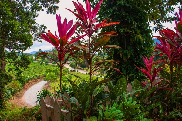 夏の道と茂み。ボルネオ島の風景。サバ、マレーシア. — ストック写真