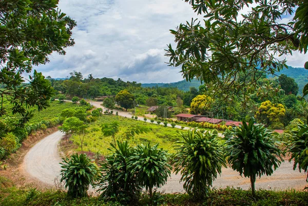 La carretera y los arbustos en el verano. El paisaje en la isla de Borneo. Sabah, Malasia . — Foto de Stock