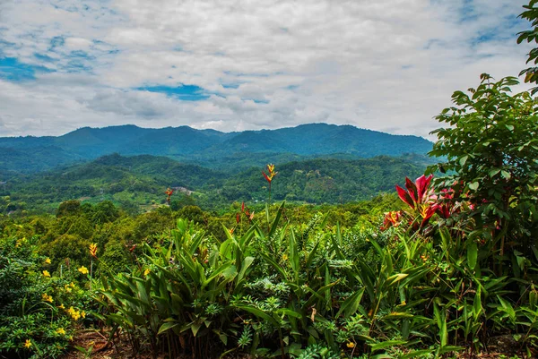 Het landschap op het eiland Borneo. Bloemen en uitzicht op de bergen in de horizon. Sabah, Maleisië. — Stockfoto