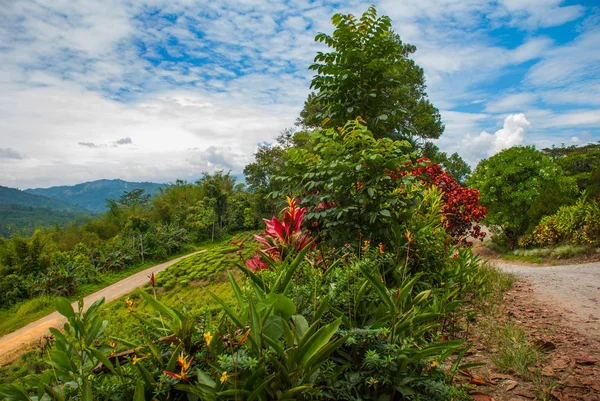 Yaz aylarında yol ve çalılar. Borneo adasında manzara. Sabah, Malezya. — Stok fotoğraf