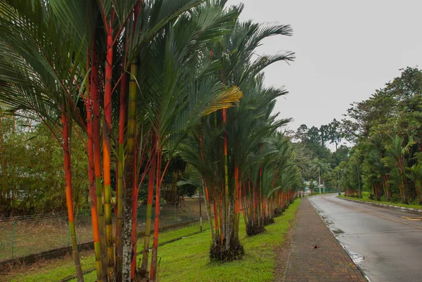 Bahçede kırmızı ve yeşil taze şeker kamışı. Borneo, Malezya