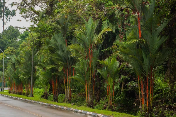 Bahçede kırmızı ve yeşil taze şeker kamışı. Borneo, Malezya