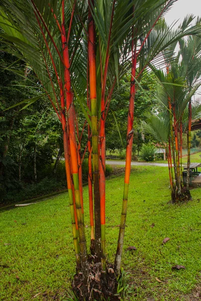 Bahçede kırmızı ve yeşil taze şeker kamışı. Borneo, Malezya