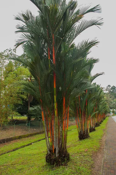 Bahçede kırmızı ve yeşil taze şeker kamışı. Borneo, Malezya